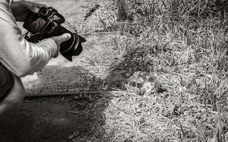 fotograf fotograferar sköldpadda i Kirstenbosch, Kapstaden. foto