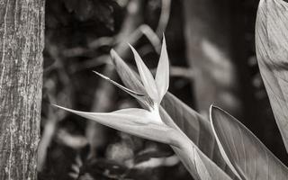 paradisfågel blomma strelitzia reginae blommor växter, kirstenbosch. foto