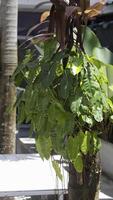 burle marx philodendron leva symbiotiskt på träd trunkar i trädgård. foto