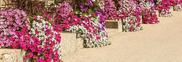 sommar terrass i blommor, sommar dag foto