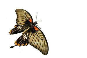 färgrik exotisk fjäril på vit bakgrund foto