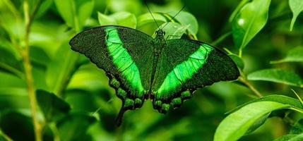 grön fjäril med grön bakgrund foto