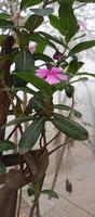 catharanthus roseus dara blomma med morgon- dagg droppar foto