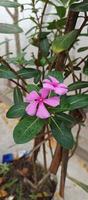 catharanthus roseus dara blomma med morgon- dagg droppar foto