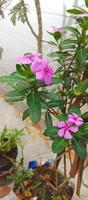 catharanthus roseus dara blomma med morgon- dagg droppar foto