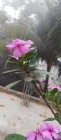 catharanthus roseus dara blomma med morgon- dagg droppar foto