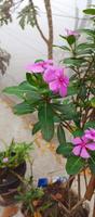 catharanthus roseus dara blomma med morgon- dagg droppar foto