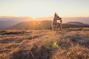 stänga upp gående hund på berg kulle i solnedgång begrepp Foto