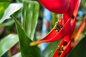 ara blomma närbild, heliconia bihai foto