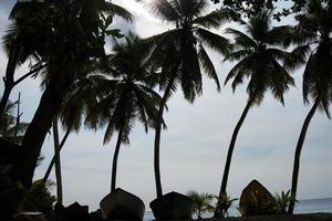 båtar under de kokos träd på de takamaka strand på mahe ö, secyheller foto
