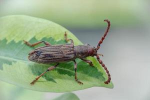 de citron- träd borr också känd som de visslande skalbagge eller de sång skalbagge, är en longhorn skalbagge endemisk till ny själland. foto