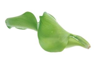 färsk vatten hyacint, eichhornia crassipes isolerat foto