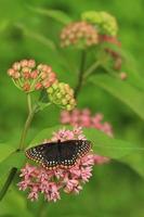 baltimore Checkerspot fjäril på milkweed blommor foto