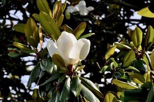 blomma av en sydlig magnolia foto