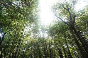 bambu skog med solljus i de morgon, bambu skog bakgrund foto