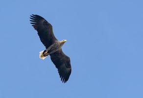 vuxen vitsvansad Örn - haliaeetus albicilla - svävar hög i blå himmel med bred sprids vingar och svans foto