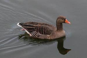 grågås gås anser anser, victoria parkera, Belfast, nordlig Irland, Storbritannien foto