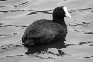 eurasian sothöna fulica atra, victoria parkera, Belfast, nordlig Irland, Storbritannien foto