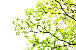 träd blad från natur använda sig av som bakgrund, eco begrepp foto