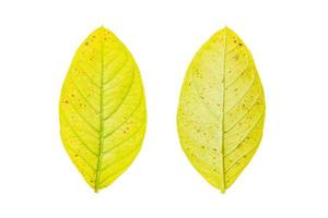 gult blad isolerad på en vit bakgrund foto