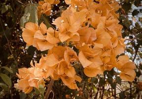 orange bougainvillea, bougainvillea blomma, orange bougainvillea, orange blomma, dess en skön ser blomma. färgrik den är ett dekorativ träd inföding till tropisk regioner.fabrikat du känna fräschas upp. foto