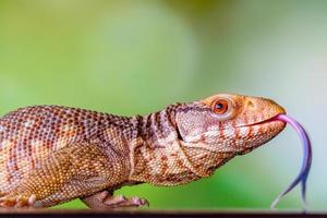 de panana blå tunga lizzard foto