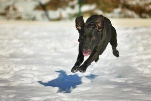 svart glad hund som kör i snön foto