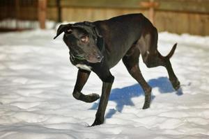 svart glad hund som kör i snön foto