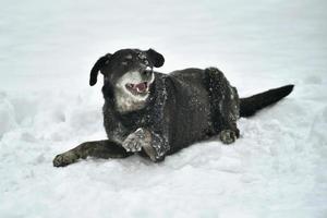 svart hund i snön foto