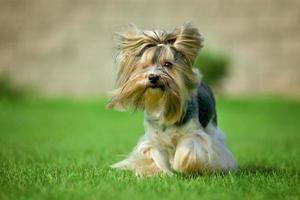 yorkshire terrier långt hår runnin på grön äng i park