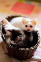 tre färgad kattungar i en brun korg- korg foto