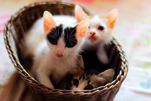 tre färgad kattungar i en brun korg- korg foto