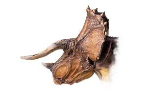 de huvud av triceratops , dinosaurie på isolerat bakgrund foto