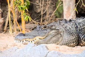 krokodil i zoo foto