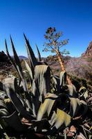 naturskön landskap på teneriffa, kanariefågel öar, Spanien foto