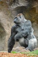 gorilla på de Zoo foto