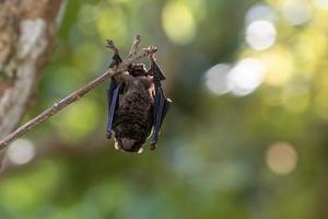 skrynkla läppade fladdermus som är de virus och sjukdom bärare i exotisk mat marknadsföra med kopia Plats för djur- och vilda djur och växter oro sjukdom skydd ändamål foto