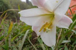 vit lilja blomma blomma på de topp berg när vår säsong. de Foto är lämplig till använda sig av för blomma bakgrund, resande affisch och botanisk innehåll media.