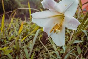 vit lilja blomma blomma på de topp berg när vår säsong. de Foto är lämplig till använda sig av för blomma bakgrund, resande affisch och botanisk innehåll media.