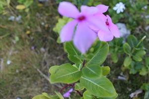 fläck abstrakt bakgrund av vackert färgad blommor foto