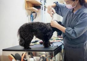 kvinna klippa hår en hund foto