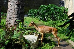 selektiv fokus av impala vem är äter i hans bur. foto