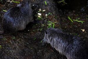 selektiv fokus av nutria den där är skyddande från de regn. foto