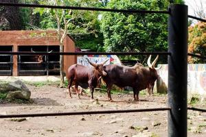 selektiv fokus av ankole watusi vem är avkopplande i hans bur. foto