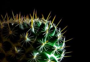 levande grön av mammillaria kaktus på svart bakgrund foto