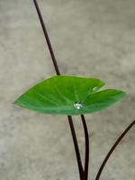 de liten droppe vatten på de colocasia blad foto