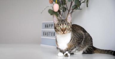 copy påsk baner med söt grön öga inhemsk katt foto