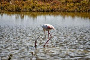 flamingo i vattnet foto