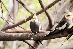 cockatiels uppflugen på de grenar foto