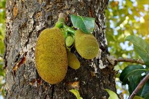 jackfrukter är en perenn växt. de trunk och grenar när sårad ha tjock vit latex. de frukt är en stor belopp, omogen frukt, grön svål, trubbig taggar. foto